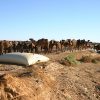 Stockage d'eau pour abreuvage