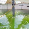 Aquaculture d'algues dans un bassin